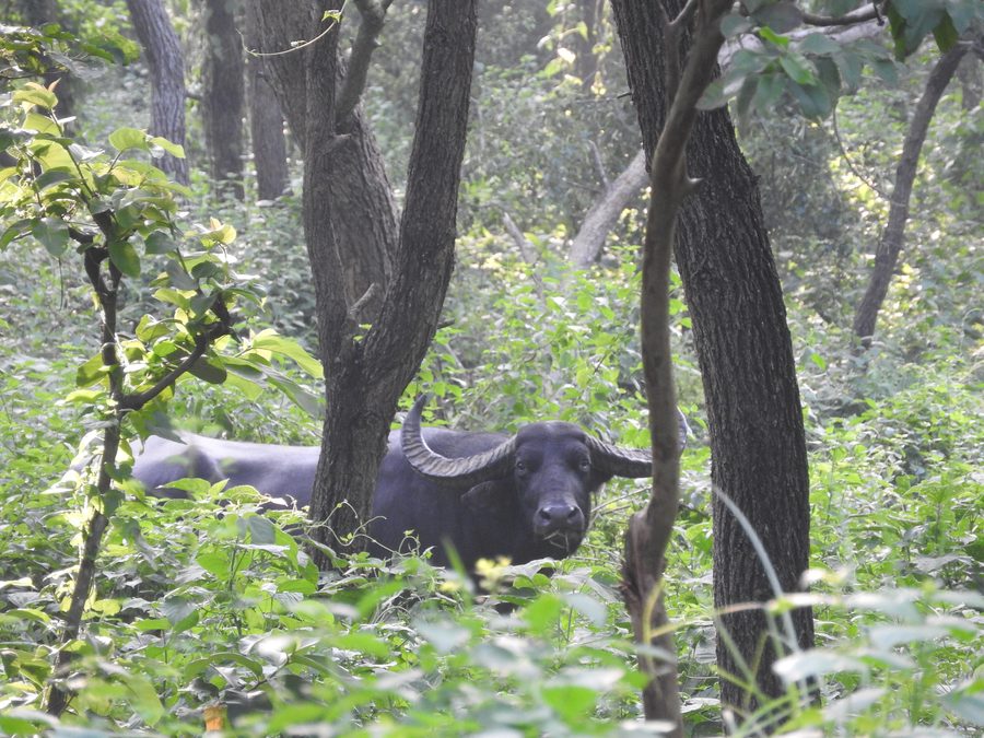 Buffle sauvage d’eau dans la réserve de faune de Koshi Tappu