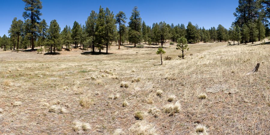 Prairie et bois de pins ponderosa près d’Ojo Redondo dans les montagnes Zuni, comté de Cibola, Nouveau-Mexique
