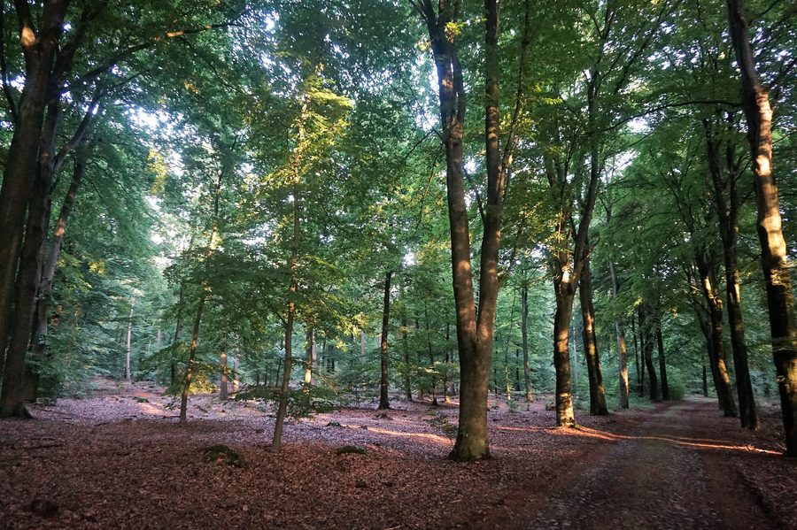 Forêt près du gîte Bosbries à De Kiel, Sleenerzand