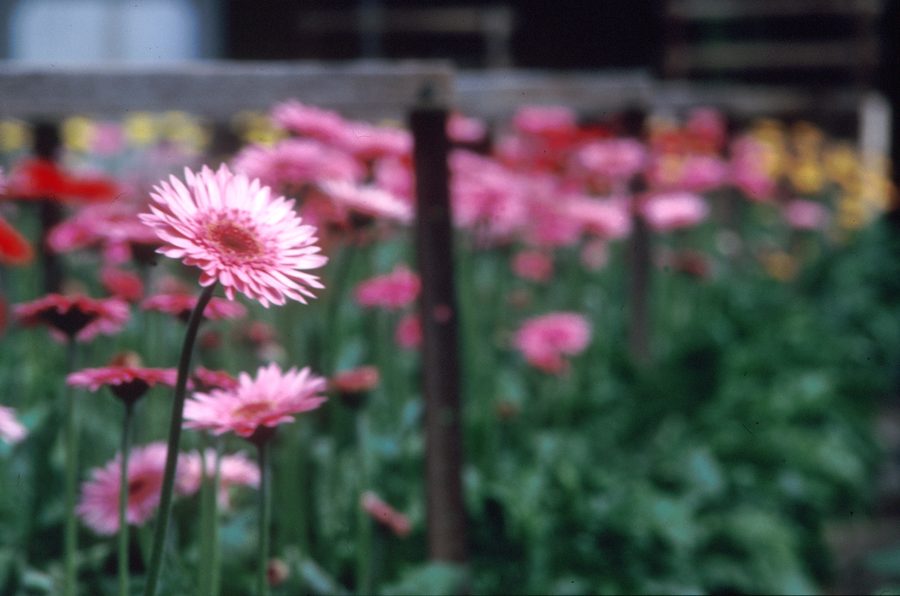 Gérbera rose dans une ferme florale à Clayton South, Victoria