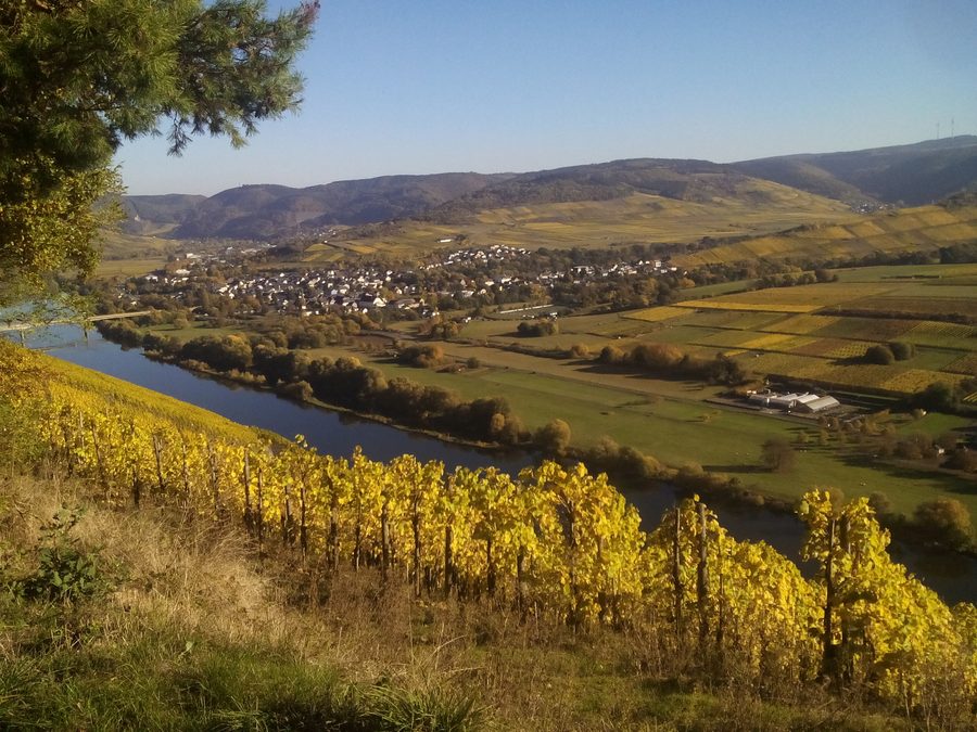 Vue depuis le Brauneberg sur Mülheim sur la Moselle en automne