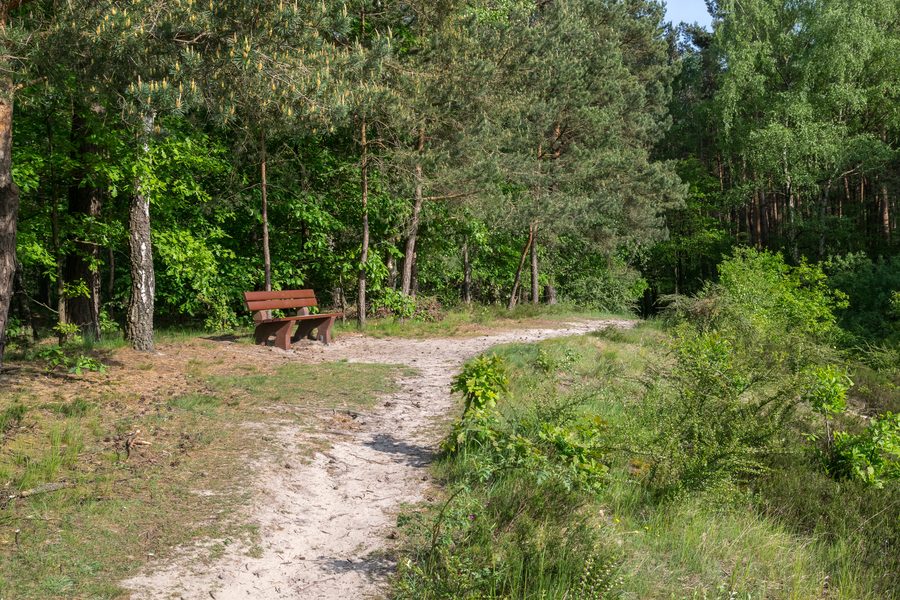 Réserve naturelle de l’Ölbachtal avec le champ de dunes d’Augustdorf à Augustdorf dans le district de Lippe