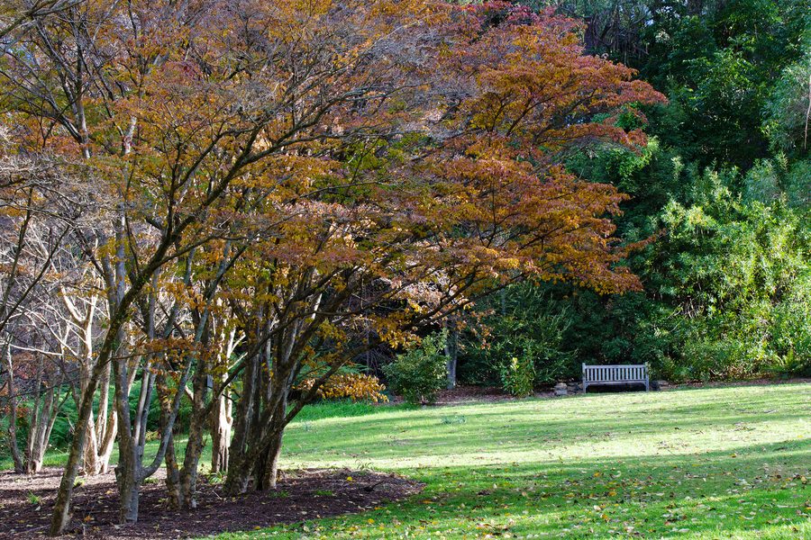 Blue Mountains Botanic Garden Mount Tomah avec paysages de jardin et de forêt tropicale