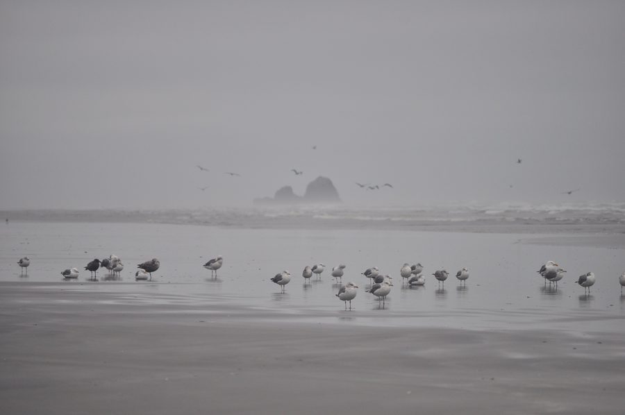 Copalis Rock vu depuis Roosevelt Beach sur la côte pacifique de l’État de Washington, avec des mouettes au premier plan