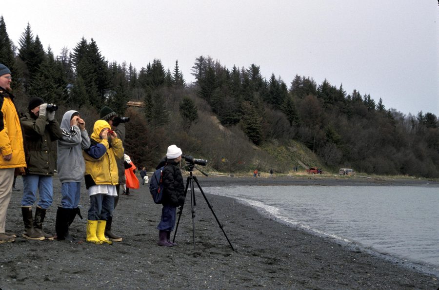Des élèves observent des oiseaux côtiers lors du Kachemak Bay Shorebird Festival à Homer