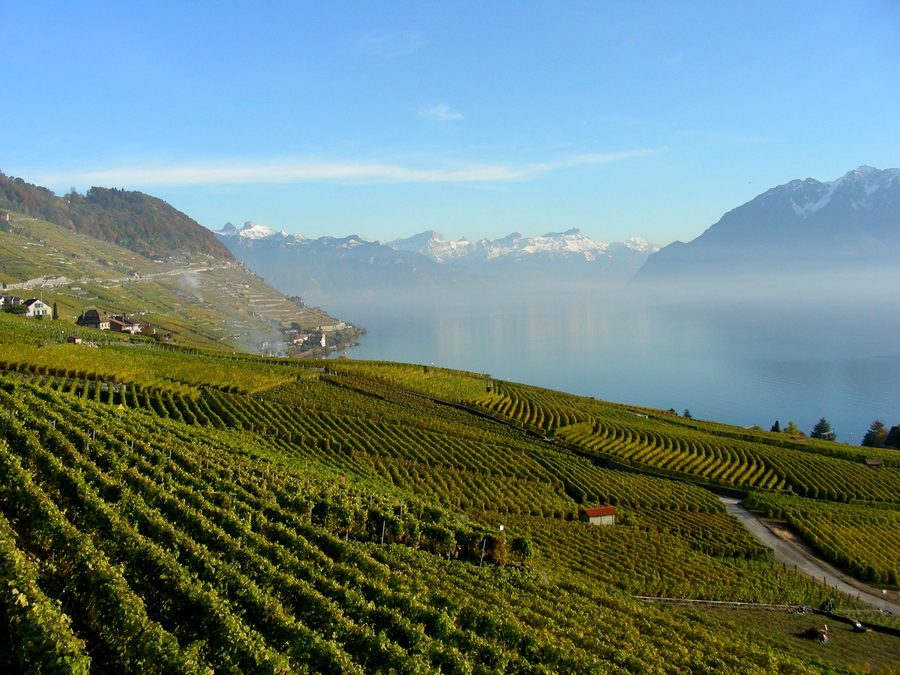 Vignobles de Lavaux près de Cully et Riex au-dessus du lac Léman, avec les Alpes à l’arrière-plan.