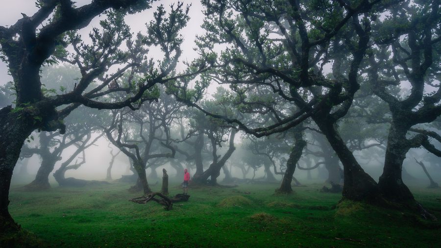 Forêt dense de Laurisilva à Fanal, à Madère