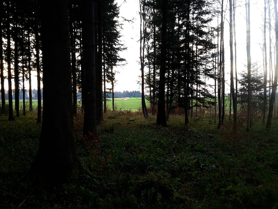 Vue du massif forestier du Hauzopf sur la Grossmatt à Rudolfstetten-Friedlisberg