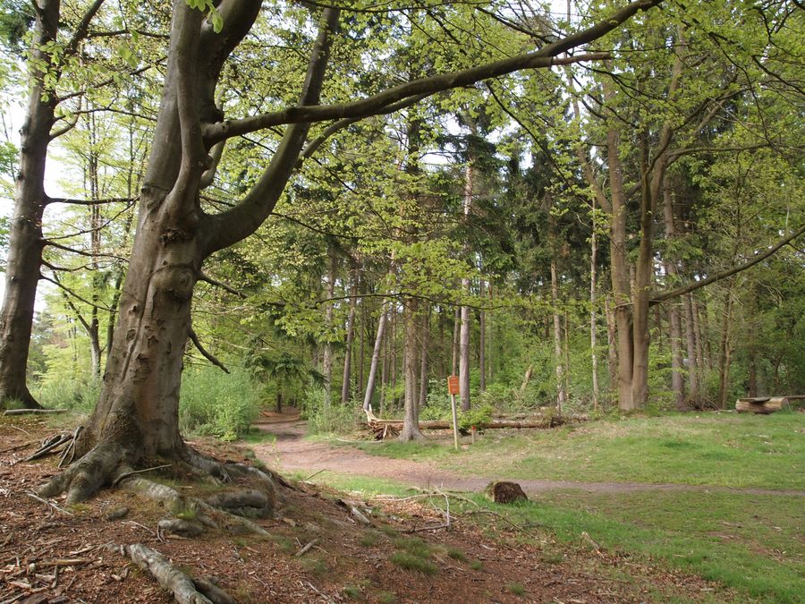 Paysage de lande ouverte dans le parc national de Dwingelderveld.