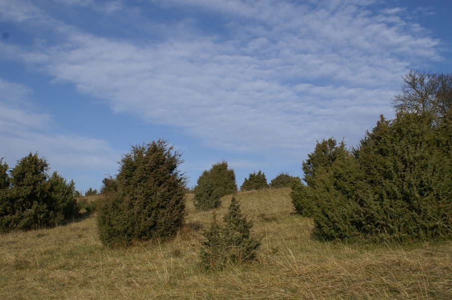 Pelouse sèche à genévriers dans la réserve naturelle de Mönchsteig près d'Aichen