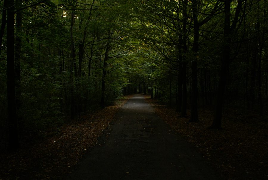 Chemin à travers le parc Repecki à Tarnowskie Góry