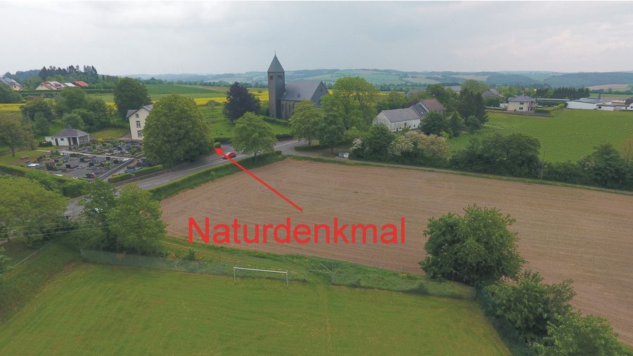 Tilleul dans le cimetière d’Olmscheid