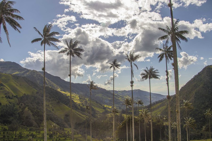 Paysage de la région du café en Colombie