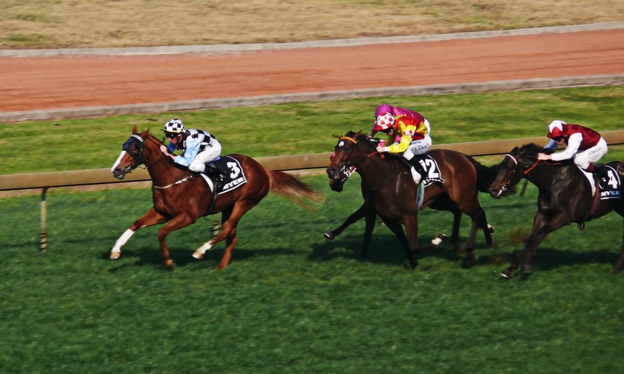 Trois chevaux en course aux courses de Rosehill