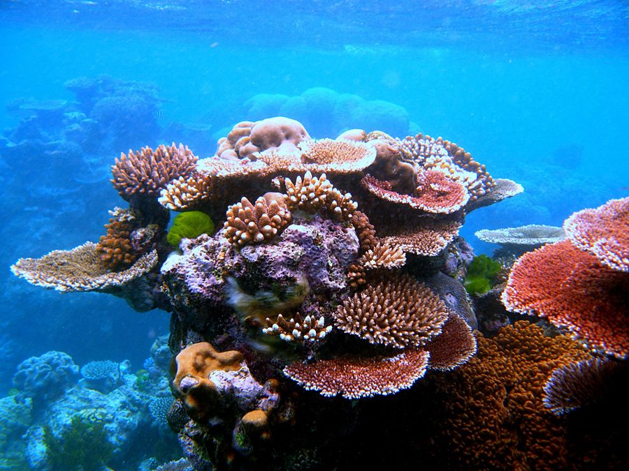 Formation corallienne sur Flynn Reef, une partie de la Grande Barrière de corail près de Cairns