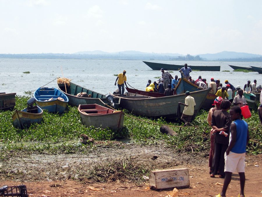 Des bateaux de pêche reviennent au Ggaba Landing Site, sur le lac Victoria en Ouganda