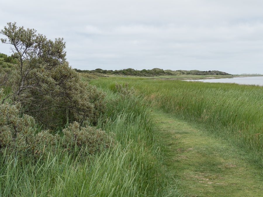 Réserve naturelle et ornithologique Het Oerd à l’est d’Ameland