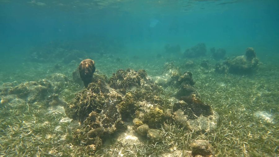 Coraux près de Roatán