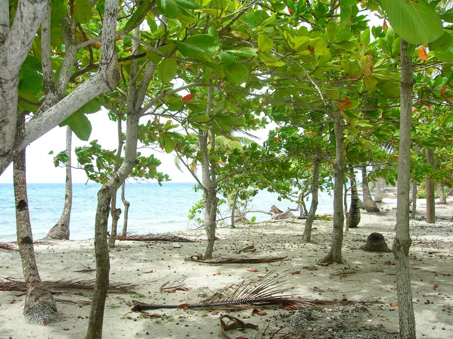 Plage sur l’île d’Utila au Honduras