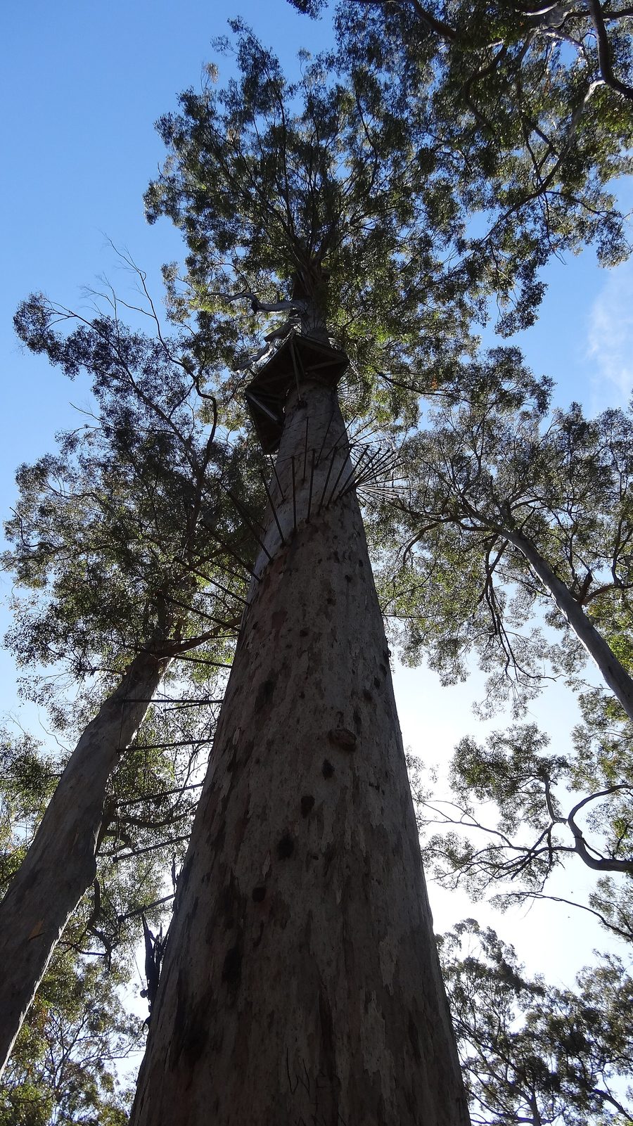 Le Gloucester Tree dans le parc national de Gloucester près de Pemberton