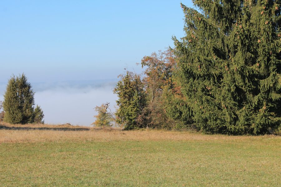 Vue sur le Steinheimer Becken près de Steinheim am Albuch avec une pelouse à genévriers en automne