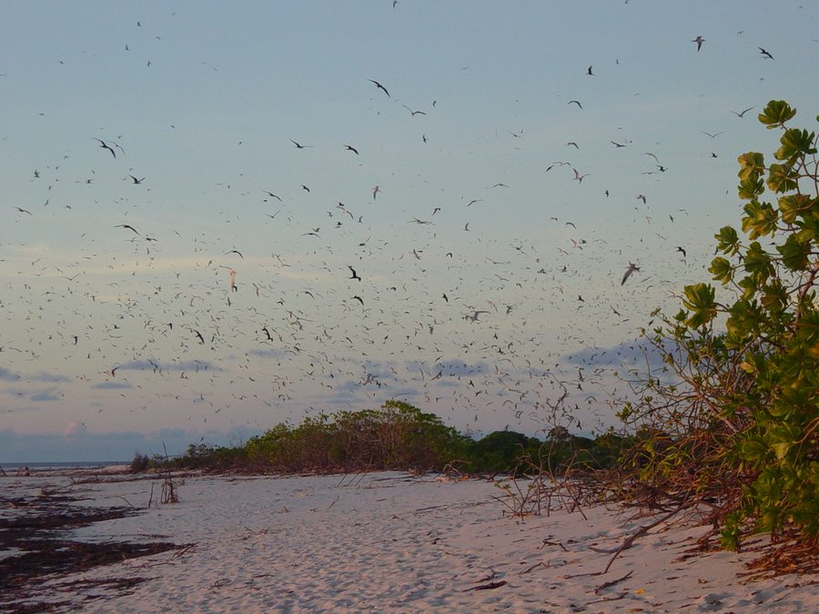 Oiseaux sur Bird Island, Seychelles