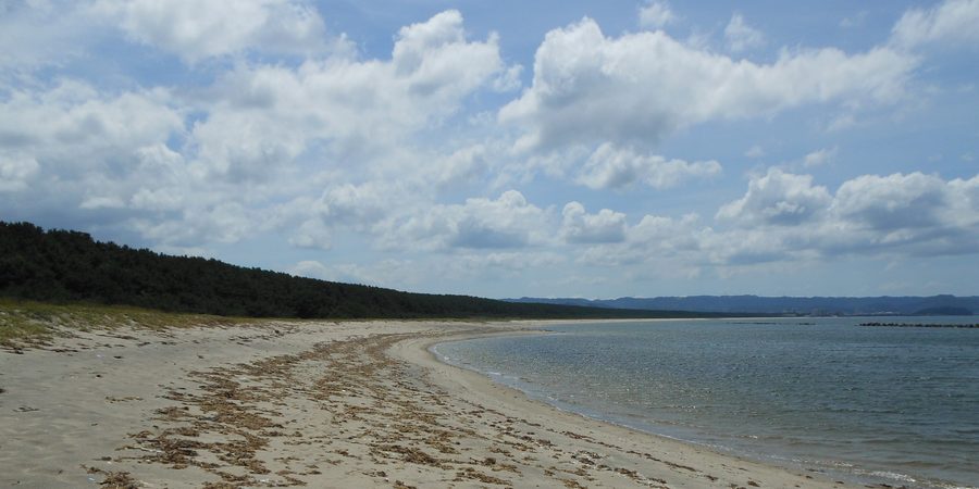 Forêt de pins de Nijinomatsubara vue depuis la plage de Hamasaki