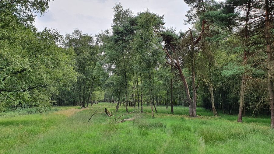 Réserve naturelle de Moor bei Osterwede