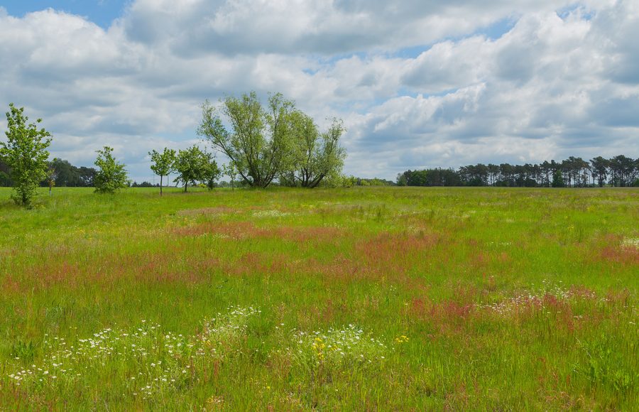 Prairie près de Neu Zauche dans la réserve de biosphère du Spreewald