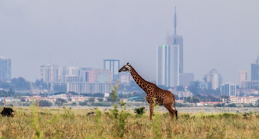 Girafe devant la ligne d’horizon de Nairobi au Kenya