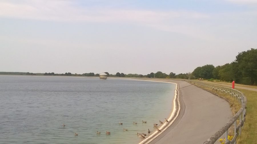Bassin de retenue de Geeste avec surface d’eau et oies du Nil au premier plan