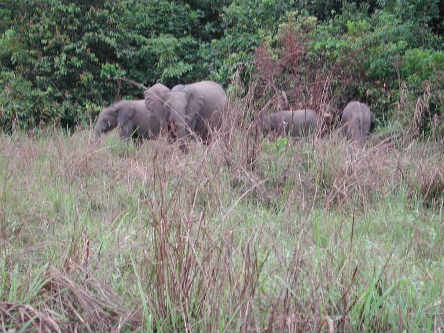 Animal de la forêt dans un décor naturel au Congo