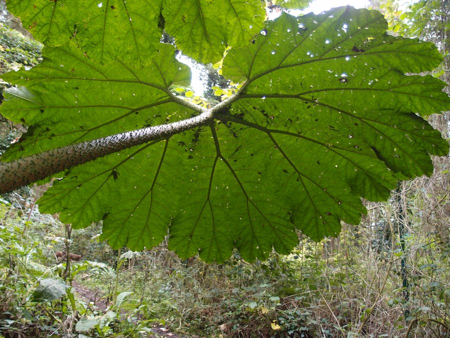 Gunnera manicata 'Aparados da serra' dans le Jardin Jungle Karlostachys