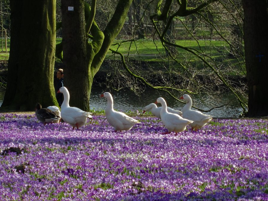 Oies sur la Burginsel verdoyante à Delmenhorst parmi des crocus en fleurs