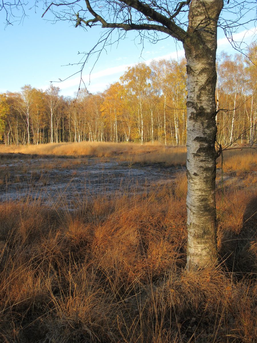 Marais et forêt de bouleaux dans la réserve naturelle du Duvenstedter Brook