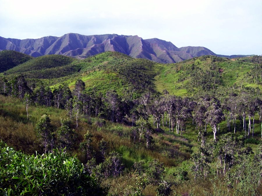 Savane de niaoulis en Nouvelle-Calédonie