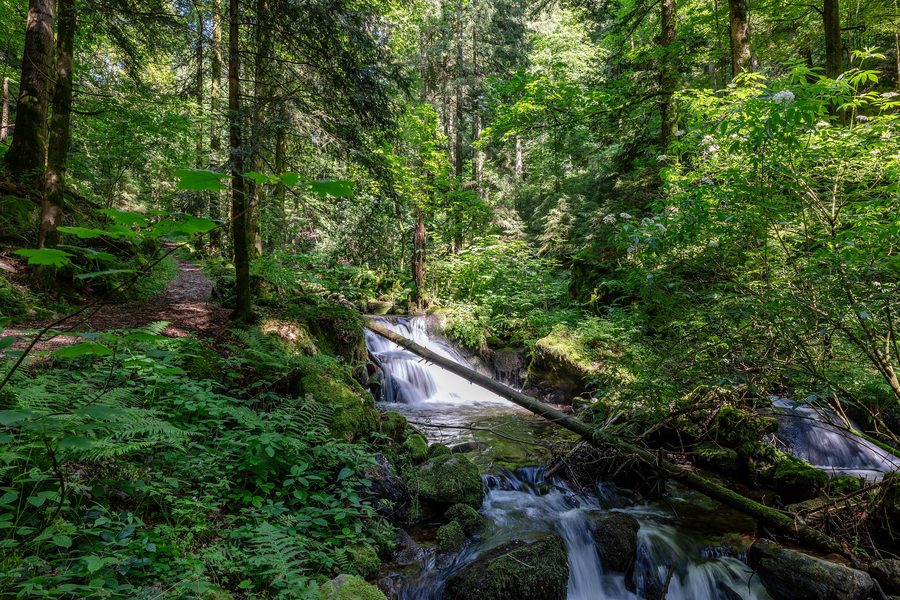 Vallée du Teichbach avec des pentes boisées et un ruisseau étroit dans le sud de la Forêt-Noire