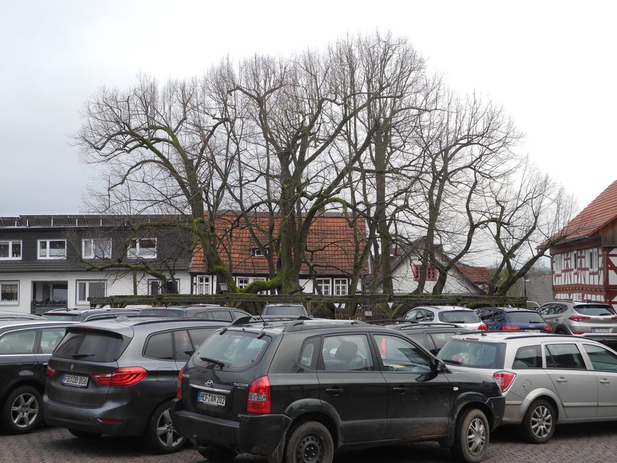 Tilleul historique au centre du village de Schenklengsfeld