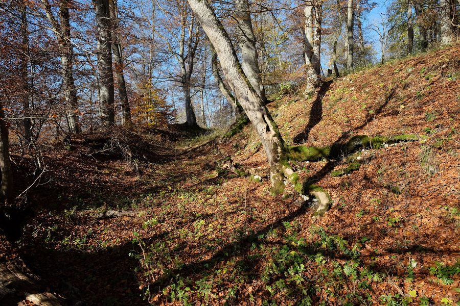 Ruine du château de Reichenau près de Münsingen dans l’arrondissement de Reutlingen
