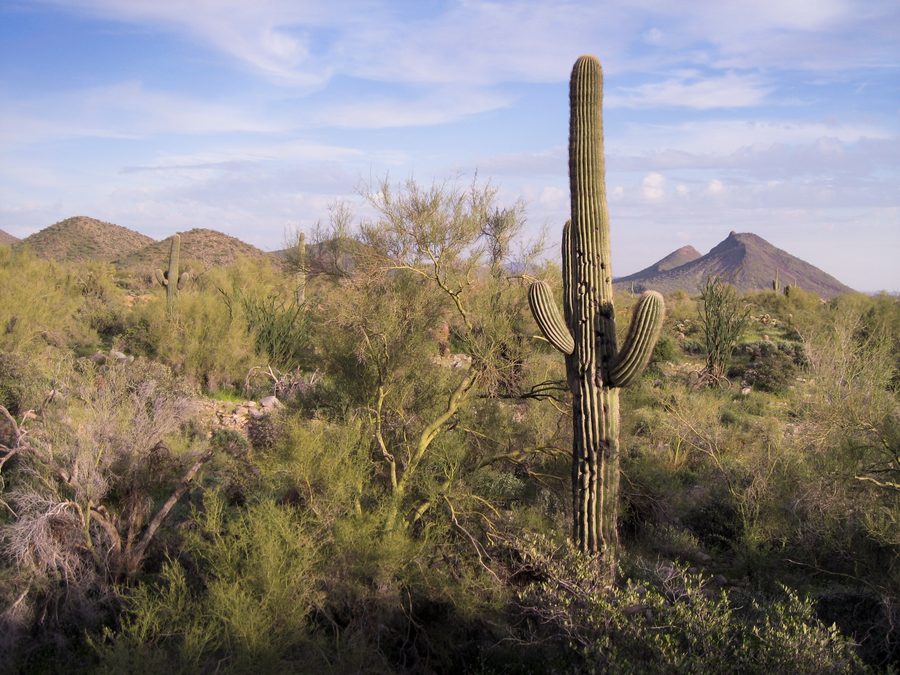 Cactus saguaro et végétation désertique dans les montagnes McDowell près de Scottsdale, Arizona.