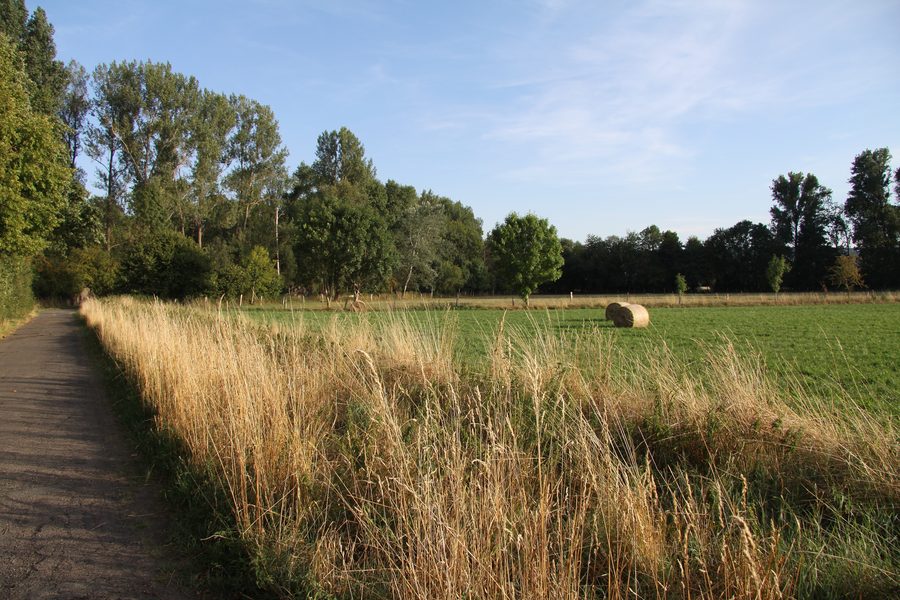 Réserve naturelle de Vilgensee avec des arbres et des buissons entre Dettum et Ahlum
