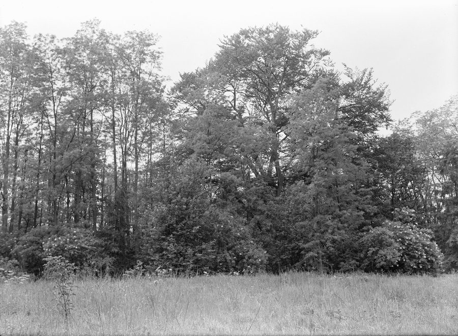 Forêts avec des acacias à Geijsteren