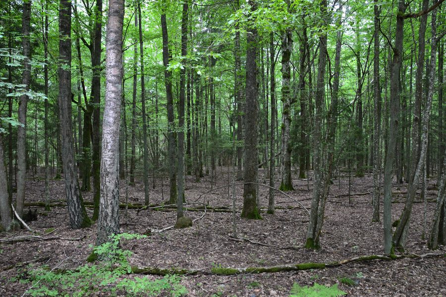 Vieille forêt mixte de feuillus à Belovezhskaya Pushcha, au Bélarus