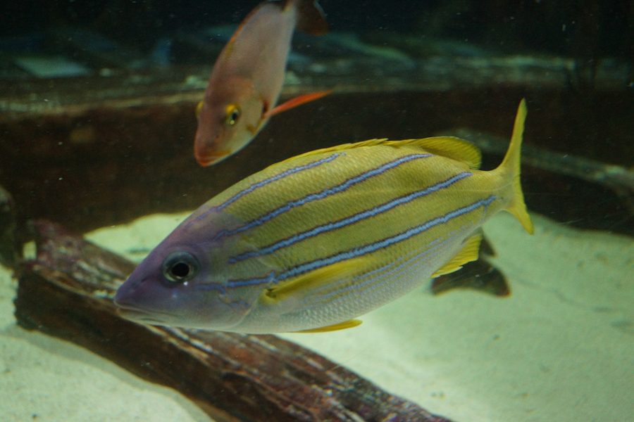 Great Lakes Aquarium à Duluth