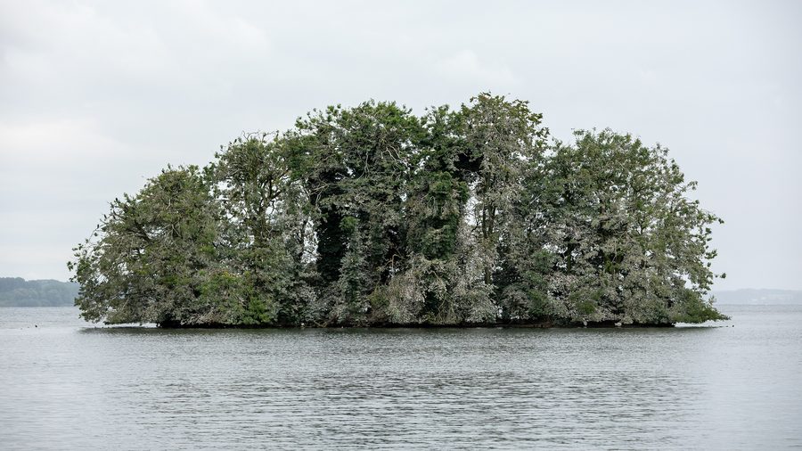 L’île de Sterin sur le Grand lac de Plön avec des cormorans.
