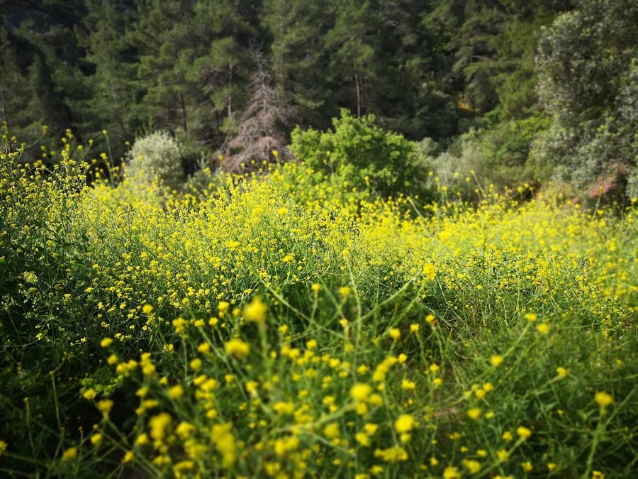Paysage du parc national de Marmaris en Turquie