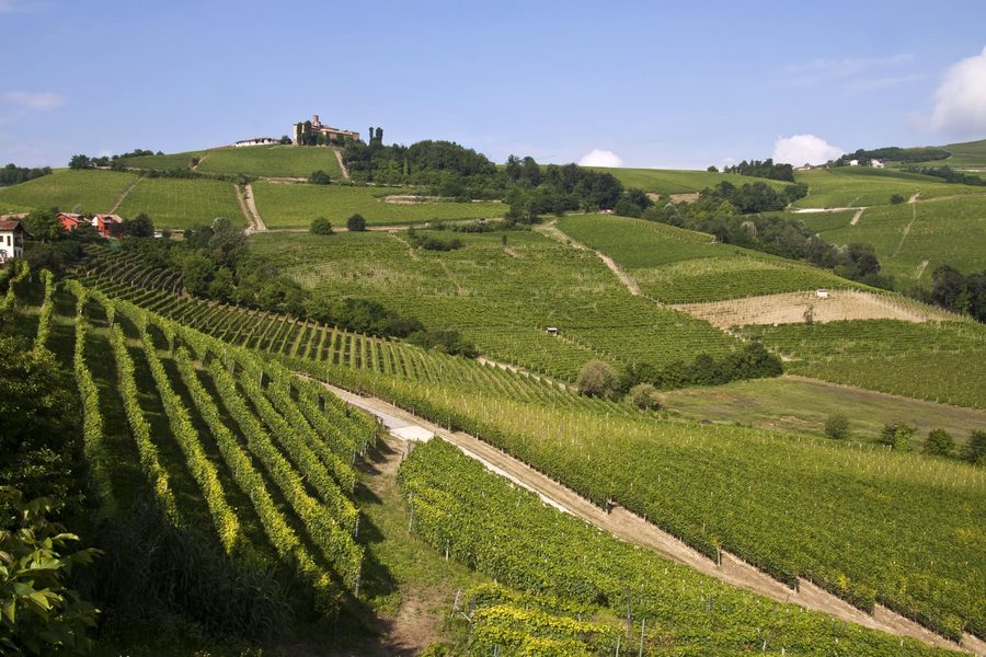 Paysage vallonné des Langhe avec des vignobles dans la province de Cuneo, Piémont