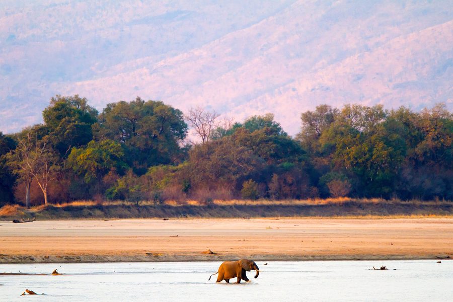 Éléphant d’Afrique dans le parc national de South Luangwa