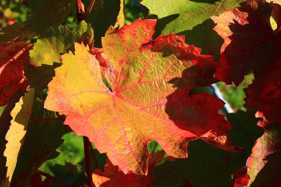 Vignobles à Pfaffstätten en automne