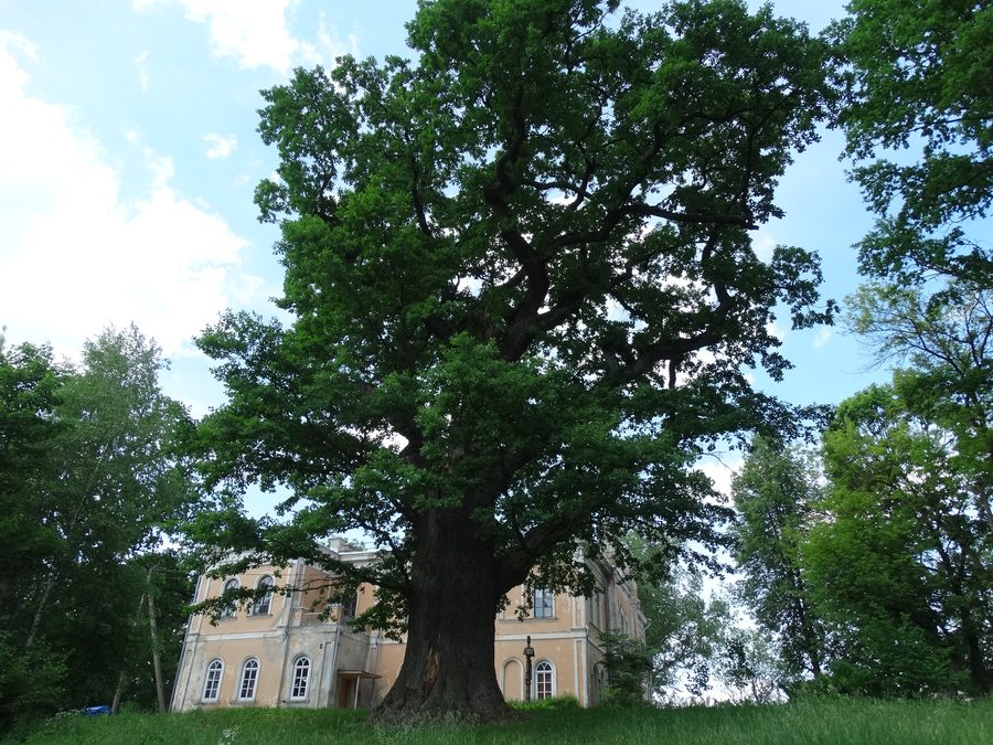 Grand vieux chêne à Glitiškės dans le district de Vilnius